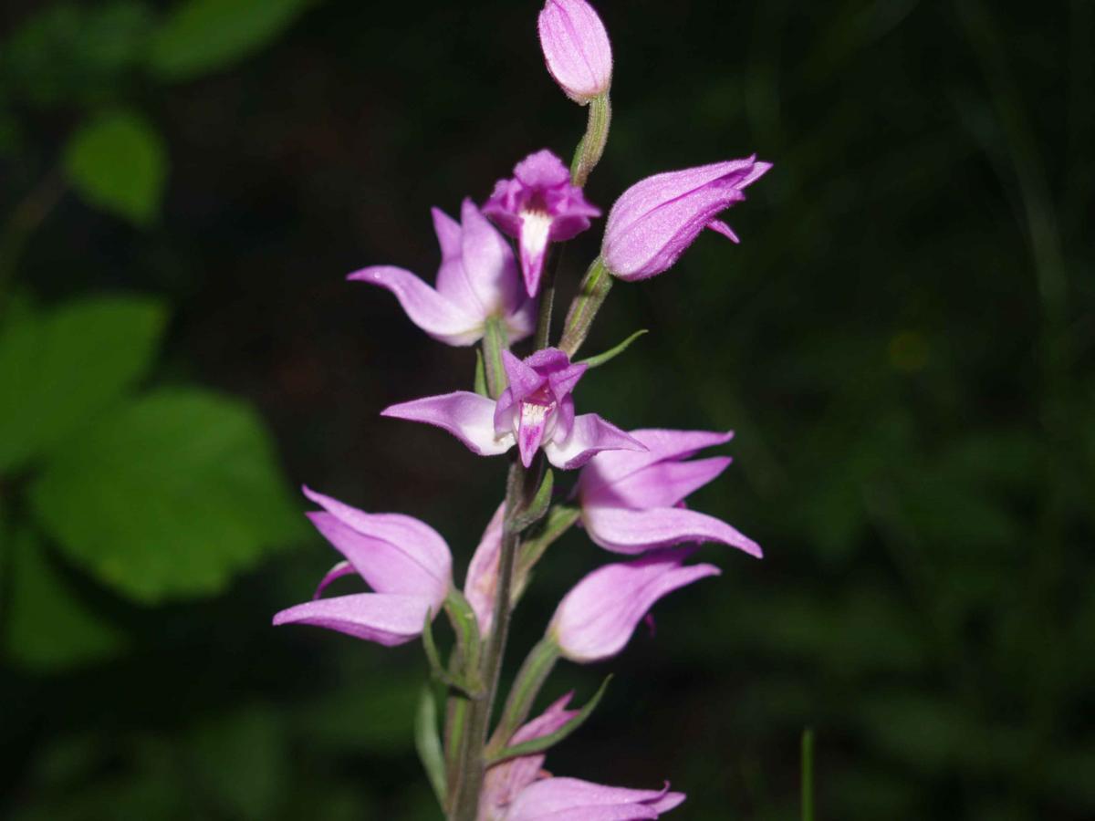 Helleborine, Red flower